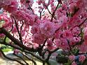 Peach blossom ornamental 